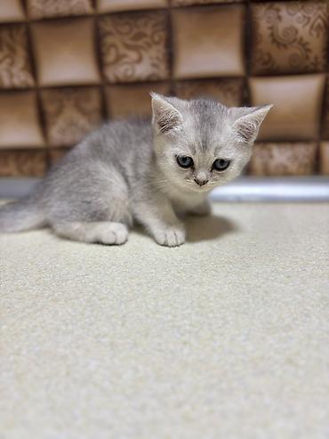 Pişiklər: Britan — 9