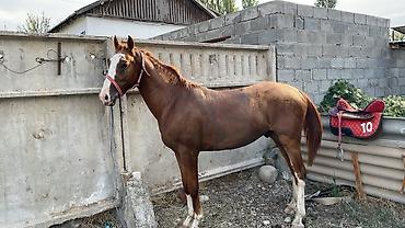 Животные: Продаю | Конь (самец) | Мерин — 1