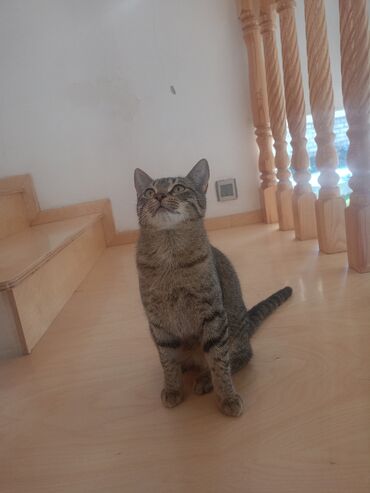 ən gözəl it adları: Tabbi, Dişi, Yaxşı əllərə, Pulsuz çatdırılma