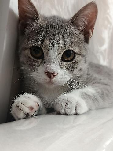 куплю коня: Кошка даром: Британская короткошёрстная, 1 год, Девочка — 2