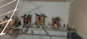 hamster yuvası: Məhsul: Ev quşları kolleksiyası – nimfa (cockatiel) və