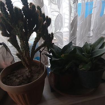 Кактус . щючий хвост