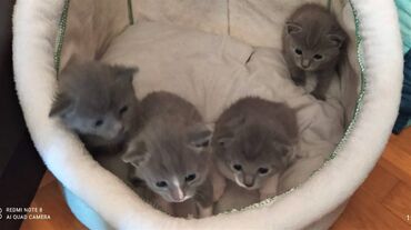 british shorthair: Britan, Dişi, Erkək