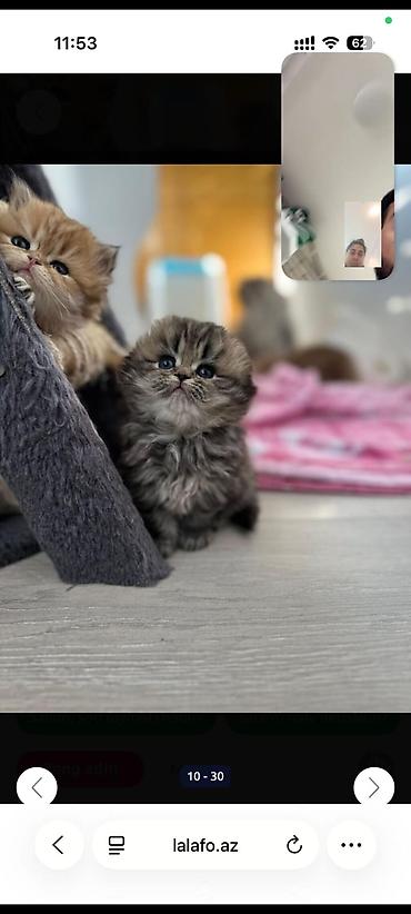 Pişiklər: Britan — 3