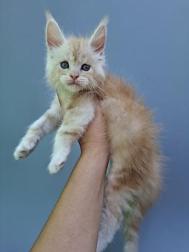 кошка породы мейн кун: 🐾 ЭКСКЛЮЗИВНЫЙ КОТЁНОК МЕЙН-КУН ПОЛИДАКТ 🐾 Предлагается к продаже — 3