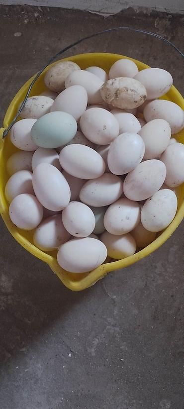 təmiz balın qiyməti: Təbii ördək yumurtası - Ev təsərrüfatında saxlanılan ördəklərdən — 1