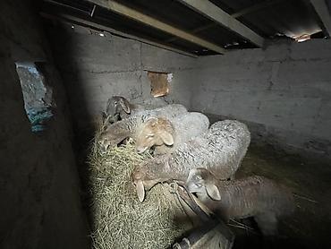 Баран, овца: Продаю | Овца (самка) | Для разведения | Матка — 4