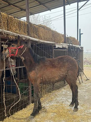 Лошади, кони: Продаю | Жеребец, Жеребенок — 2