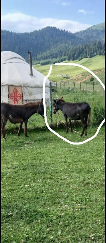Осёл (темно‑бурый, на фото обведённый). Крепкое телосложение, ровные at lalafo.kg Осёл (темно‑бурый, на фото обведённый). Крепкое телосложение, ровные