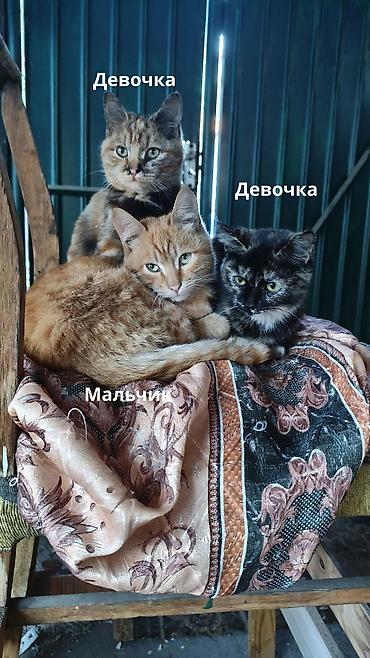 Мышыктар: Отдаю в добрые руки котят потомственных охотников-крысоловов один — 1