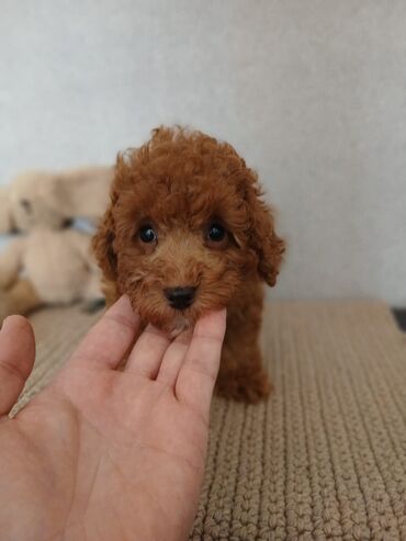 İtlər: Pudel, 2 ay — 13