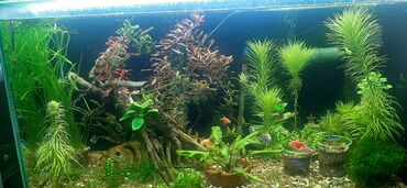 купить аквариум в бишкеке: Аквариумные растения продаются и анцитрусы сомики и гупи различных