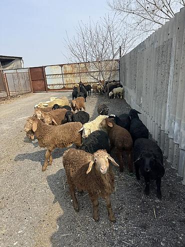 Баран, овца: Продаю | Овца (самка), Ягненок, Баран (самец) | Гиссарская, Полукровка, Меринос | На забой, Для разведения, Для шерсти | Племенные, Кастрированные, Осеменитель — 6