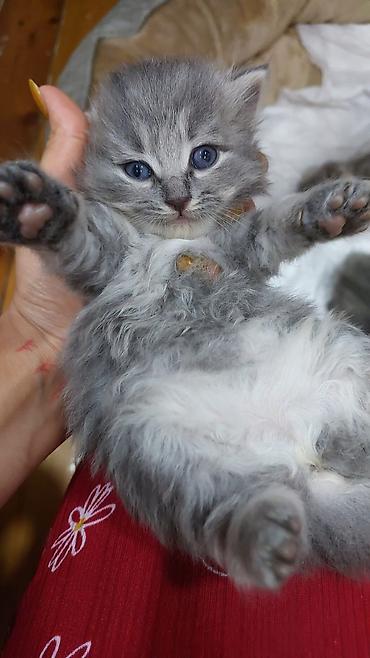 Pişiklər: Britan — 7