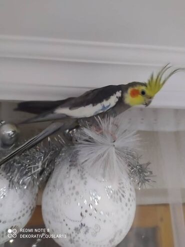 Tutuquşları: Salam danisan quslar satilir. Yaslari ferqlidir. Quslar dislemir — 6