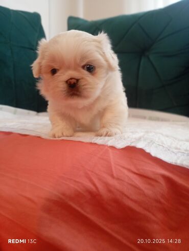 собака в добрые руки: Pekines, 1 ay, Erkek