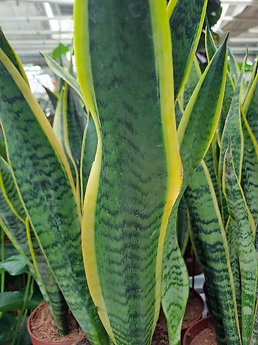 Ostale kućne biljke: Sanseverije, velike, kvalitetne biljke, Sanseverije sa prve tri slike — 5