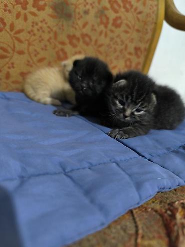 сколько стоит такса щенок: Котята домашние, помёт из трёх малышей: - Окрас: тигровый (тёмный — 2