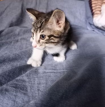 Pişiklər: Erkək, Yaxşı əllərə — 4