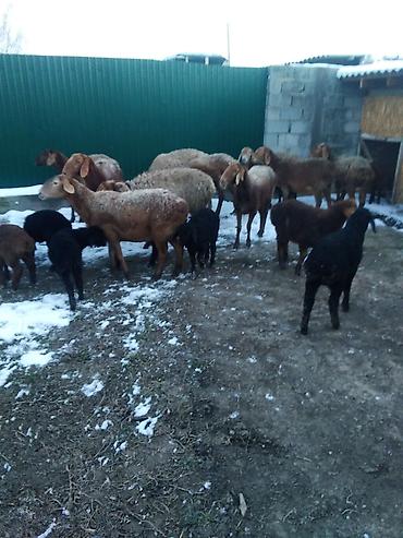 Баран, овца: Продаю | Овца (самка), Ягненок, Баран (самец) | Полукровка | На забой, Для разведения, Для шерсти | Племенные, Котные, Матка — 7