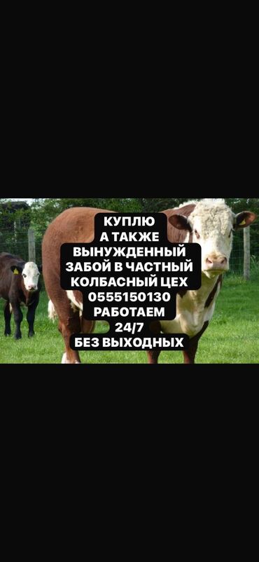 витамины для животных: Куплю | Коровы, быки, Козы, козлы, Лошади, кони | Круглосуточно, Любое состояние, Забитый
