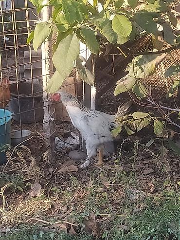 Продам с/х животных: Продаю | Куры | Домашняя | Для разведения — 2