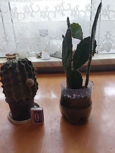 epimedium bitkisi satisi: Ev üçün dekorativ saksı bitkiləri dəsti - Kaktuslar: Şəkillərdə — 1