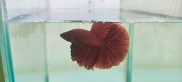 Рыбы: Петушки (Betta splendens), декоративные самцы с роскошными — 1