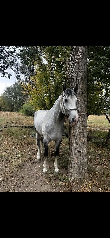 Лошади, кони: Продаю | Конь (самец) | Рабочий | Племенные — 1