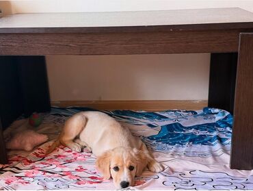 itler ucun bit dermani: Retriever, 2 ay, Erkek, Pulsuz çatdırılma