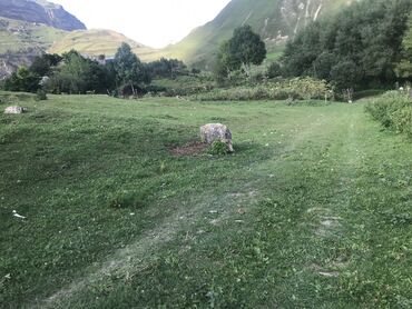 Torpaq sahələrinin satışı: 5 sot, Tikinti, Maklerlər narahat etməsin, Kupça (Çıxarış) — 4