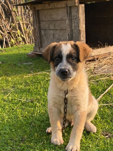 İtlər: Alabay, 1 ay, Erkek, Cütləşmə üçün, Ünvandan götürmə — 12