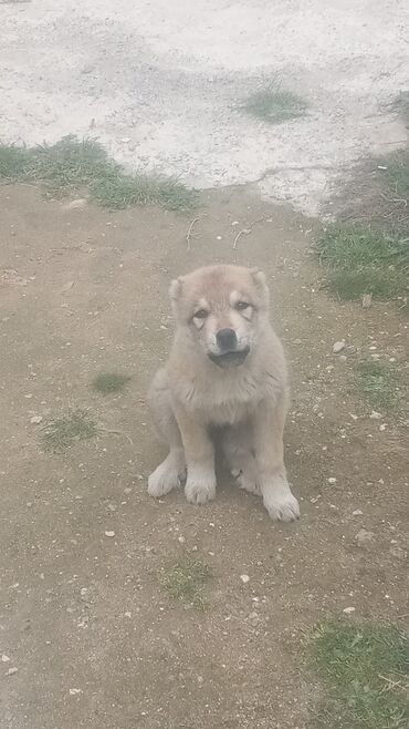 balaca itder: Kanqal, 2 ay, Dişi, Peyvəndli, Ünvandan götürmə