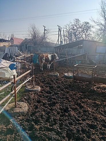 Коровы, быки: Продаю | Бык (самец) | На откорм | Привязанные — 19