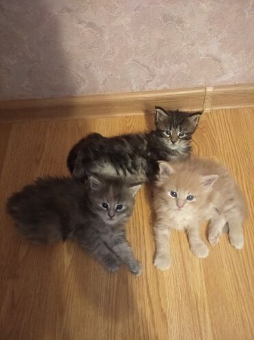 sort pişik: Meyn-kun, Erkək, Dişi, Ünvandan götürmə