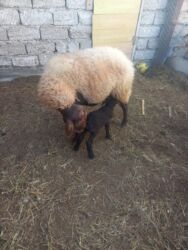 Qoyunlar, qoçlar: Yanı balalı 3 dənə qala cinsi qoyunlar və bir yerli qoyun satılır -da lalafo.az — 12 Qoyunlar, qoçlar: Yanı balalı 3 dənə qala cinsi qoyunlar və bir yerli qoyun satılır — 12