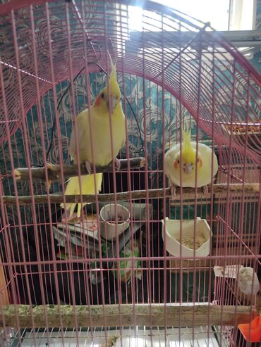Kia: Məhsul: Nimfa tutuquşuları və qəfəs dəsti - Növ: Nimfa (Cockatiel) -
