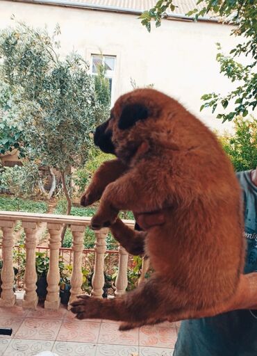 it pişik: Belçika çoban iti, 1 ay, Dişi