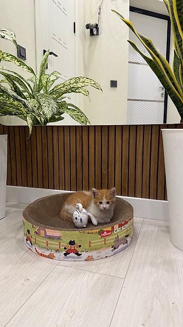 веб камера талас: 🐱 Отдам котёнка в добрые руки ❤️ Милому рыженькому котёнку 2 месяца 🧡 — 1