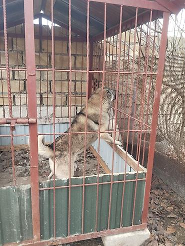 coban itleri: Qurdbasar, 4 il, Erkək, Ünvandan götürmə — 2