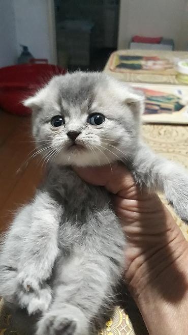 шотландская белая кошка: Продаются милые котята скоттиш страйт и фолд,возраст от 1мес.до — 6