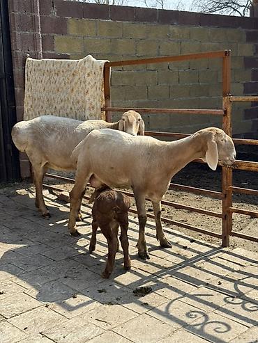 Баран, овца: Продаю | Овца (самка) | Арашан | Для разведения | Матка — 8