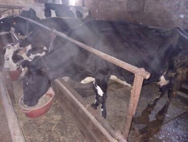 Inəklər, öküzlər: Salam gördüyünüz ineyler satılır boğaz balı super heyvanlardi — 9