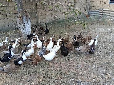 american bully qiymeti: Ördəkler 4-5ayindi.Pekin,Xarkov, Qışqıran,qarsiq.qiymet 13m Papaqli — 2