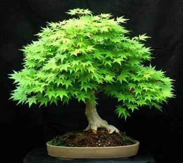 Semena i sadnice: Sakura Bonsai mini japanska trešnja seme
Cena: 650din/5 semenki — 3
