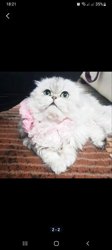 Коты: Шотландская кошечка в окрасе серебристая шиншилла, возраст 5 лет,в