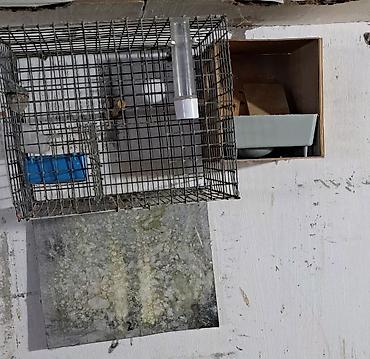 Qəfəslər: Quş qəfəsləri və volyerlər dəsti - Böyük metal volyer: möhkəm məftil — 6