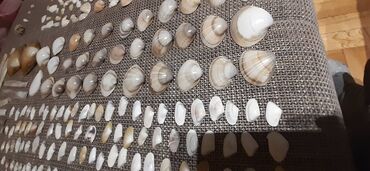 Ostali predmeti za umetnost i kolekcionarstvo: Velika kolekcija morskih školjki – razvrstane po veličini i obliku — 6