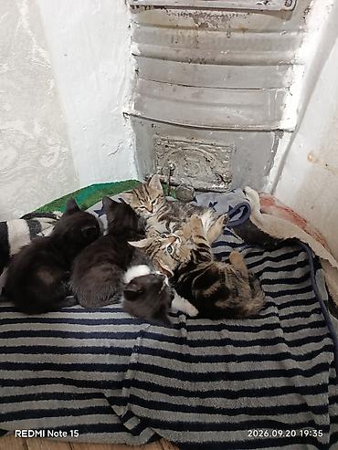 кошка веслоухий: Котята домашние отдам в хорошие руки — 1