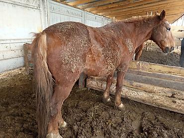 Лошади, кони: Продаю | Кобыла (самка), Конь (самец), Жеребенок | На забой, Рабочий — 1